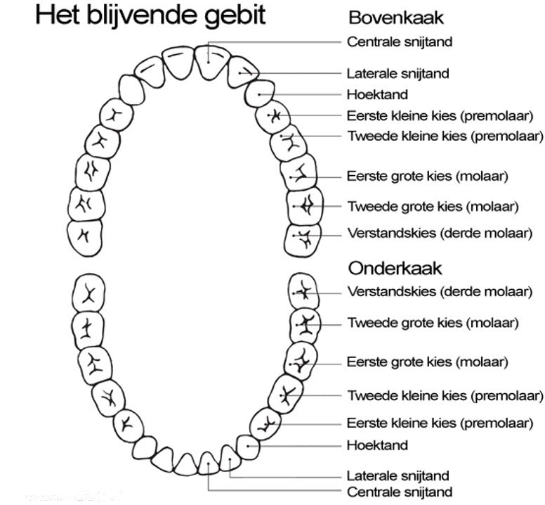 Enkele Gouden Cap